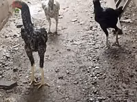 Chickens — zdjęcie 3