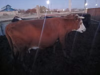 Cow, Latvian Blue cattle — photo 1