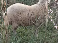 مینڈھا, بھیڑیں — تصویر 1
