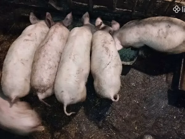 Boar,  — Armenia