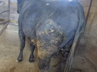 Byk, Russian Black pied cattle — zdjęcie 6
