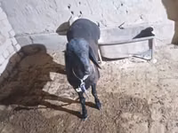 Bode, Cabras — foto 6