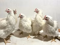 Chickens — ფოტო 5