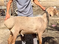 Sheep (batch, sex not specified), Sheep — photo 3