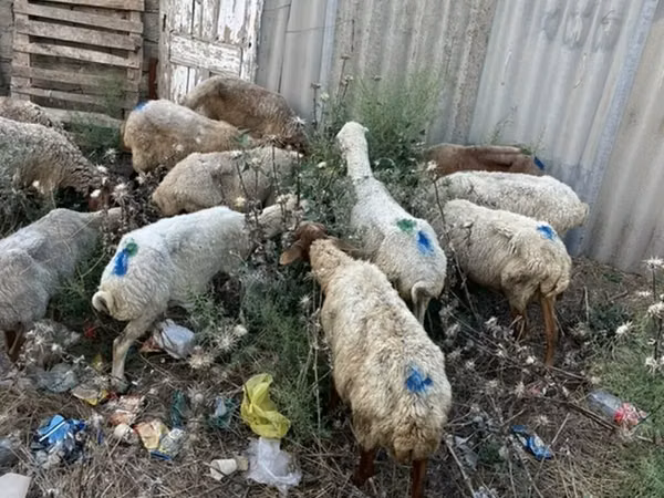 Beran, Ovce