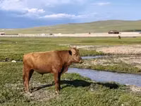 公牛, Cattle — 照片 4