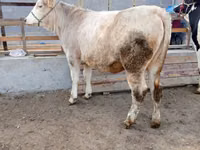 گاو ماده, Simmental cattle — عکس 2