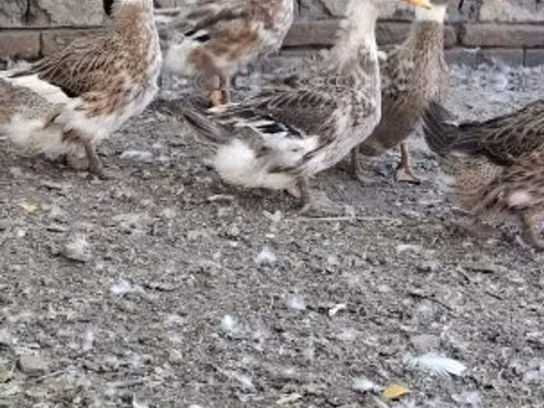 Crested