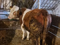 ثور, Simmental cattle — الصورة 3
