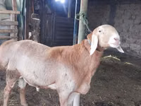 Ovan, Arashan sheep — fotografija 1