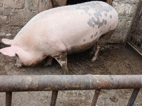 Sow, Pigs — Moldova