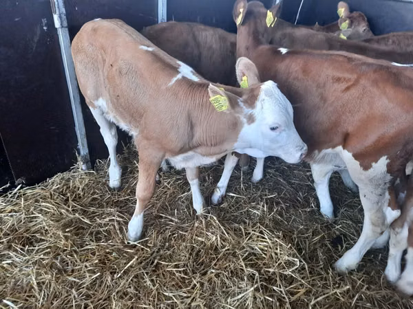 Bovini (lotto, sesso non specificato), Simmental cattle