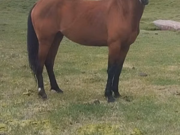 Horse (M), Horses — Kyrgyzstan