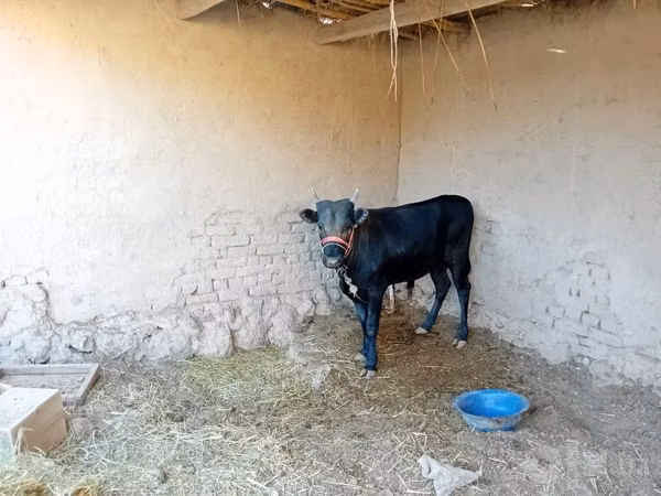 Cow, Cattle — Uzbekistan