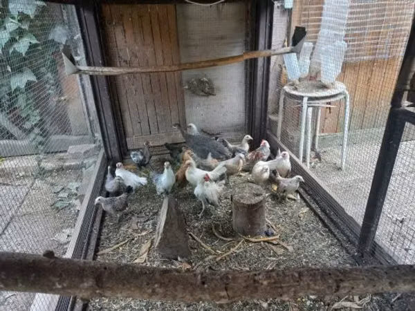 Holandský bantam