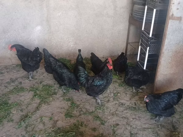 Chickens — Ázerbájdžán