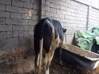 گاو ماده, گاو — عکس 1