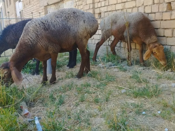Sheep (batch, sex not specified), Sheep