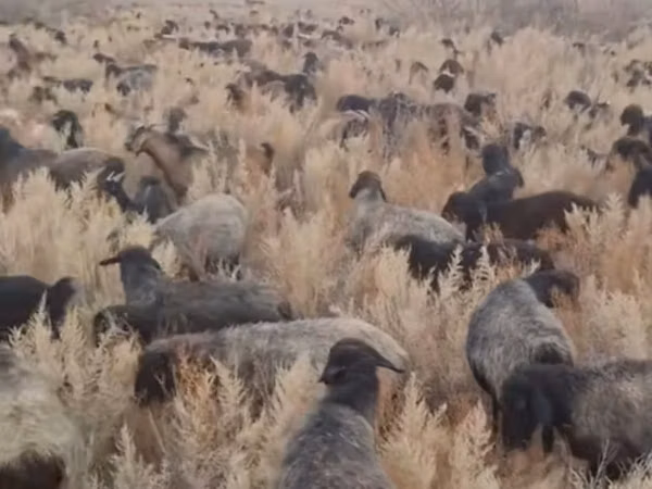 Ovan, Овце — Казахстан