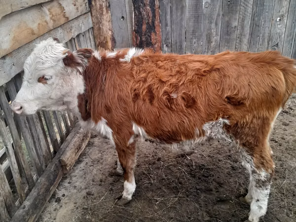 公牛, Simmental cattle — 哈萨克斯坦