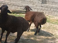 Biri-biri (lot, jantina tidak dinyatakan), Jaidara sheep — foto 3