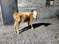 Гов, Latvian Blue cattle — акс 2