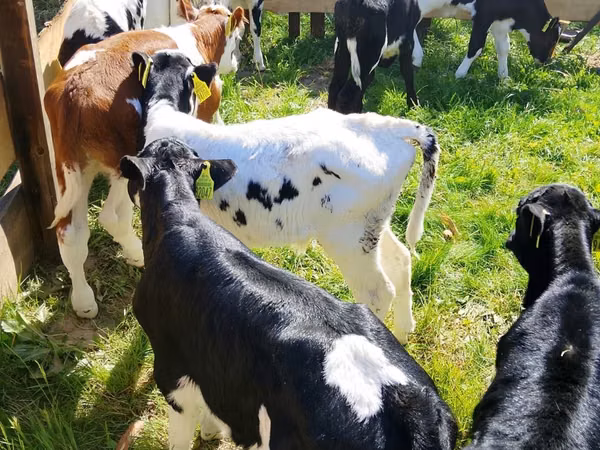گاو و گوساله (گروه، جنسیت مشخص نشده), Russian Black pied cattle