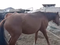 母马, Kazakh horse — 照片 1