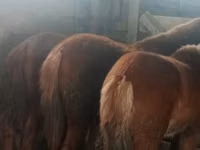 Horse (M), Kazakh horse — photo 1
