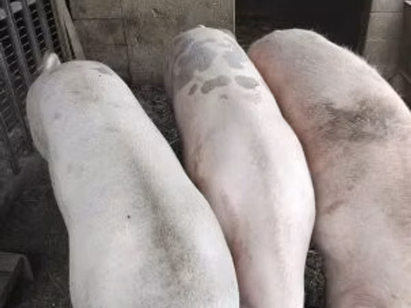 Scrofa,  — Ungheria