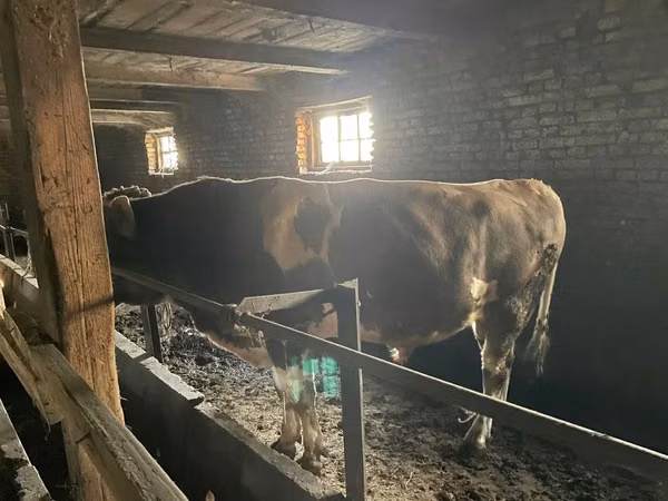Banteng, Cattle
