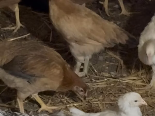 Chickens — جمهوری آذربایجان