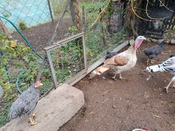 Turkeys — Унгар