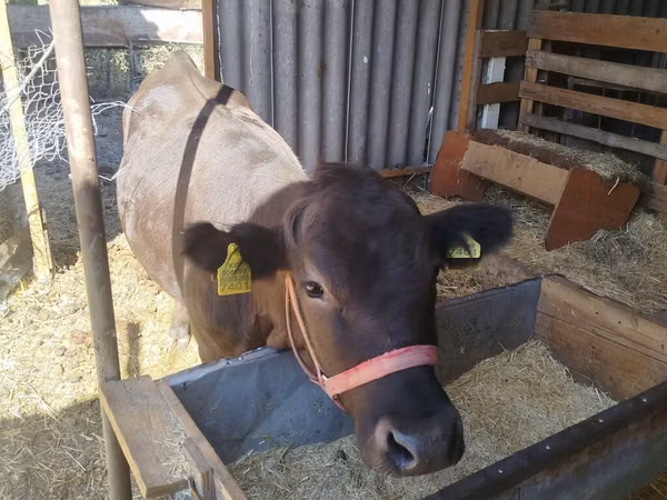 Cow, Cattle — Kyrgyzstan