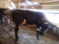 Cow, Cattle — photo 4