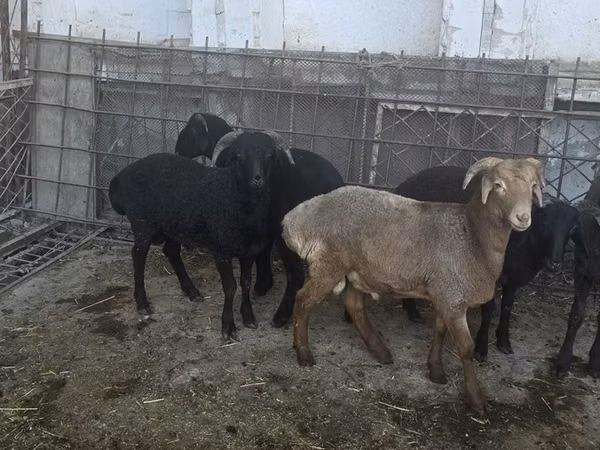 Ovelha, Ovelhas