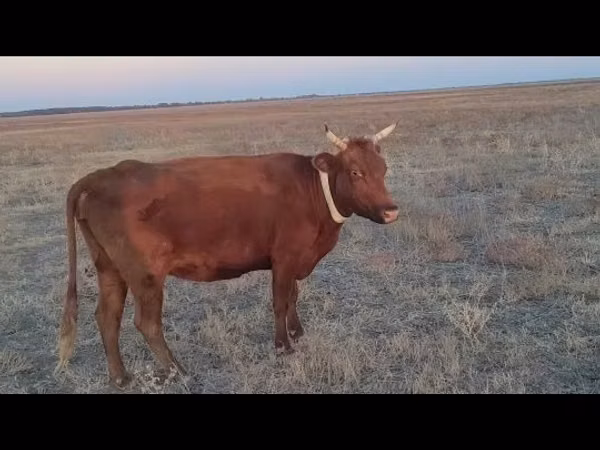 பசு, Latvian Blue cattle — கஸகஸ்தான்