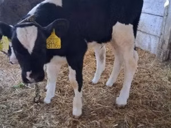 Taureau, Russian Black pied cattle