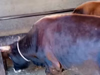 Toro, Bovini — foto 4