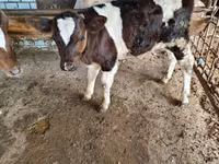 公牛, Cattle — 照片 2