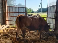 Bull, Limousin cow — photo 5