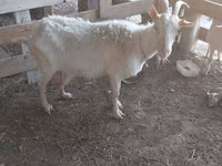 Goat, Goats — photo 1