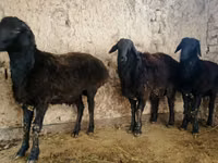 Widder, Schafe — Foto 2
