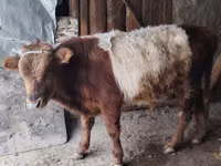 सांड, मवेशी — फ़ोटो 2