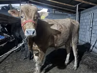 Bou, Bovine — foto 4