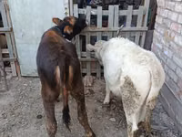 İnek, Sığır — foto 2