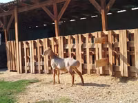 قوچ, Edilbay sheep — عکس 2