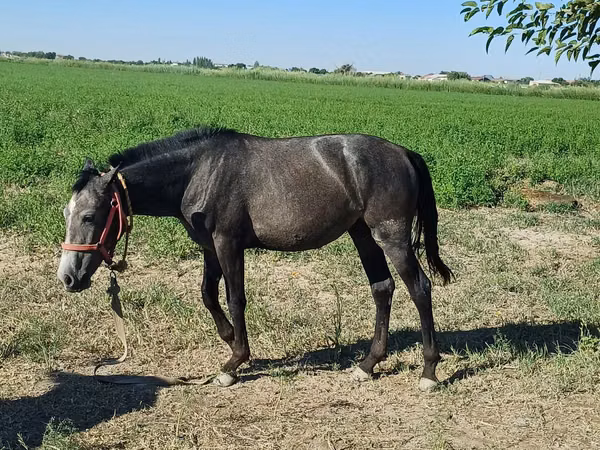 Horse (M), Horses — Uzbekistan