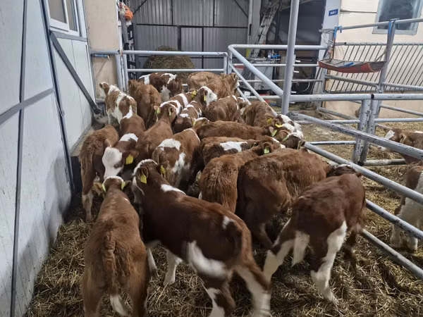 Bull, Simmental cattle