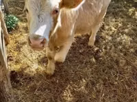 سانڈ, Simmental cattle — تصویر 8